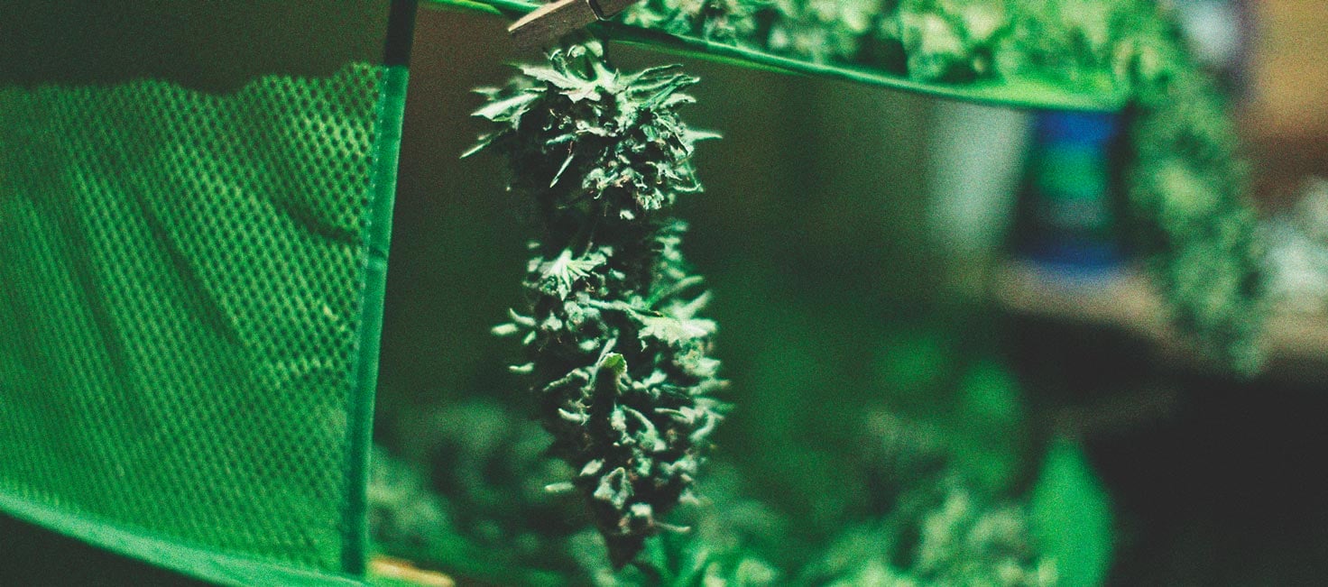 Comment Cultiver De La Super Weed Sur Un Balcon Ou Une Terrasse Comment Cultiver De La Super Weed Sur Un Balcon Ou Une Terrasse