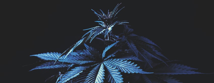Feuille de cannabis en période d'obscurité, illustrant l'importance des photopériodes fluctuantes pour la phase de floraison, avec un accent sur l'obscurité totale nécessaire pendant 12 heures par jour.