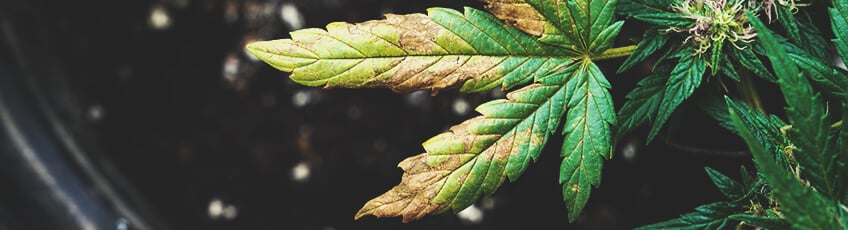 Feuille de cannabis présentant des signes de brûlure nutritive, avec un jaunissement et un brunissement des pointes des feuilles.
