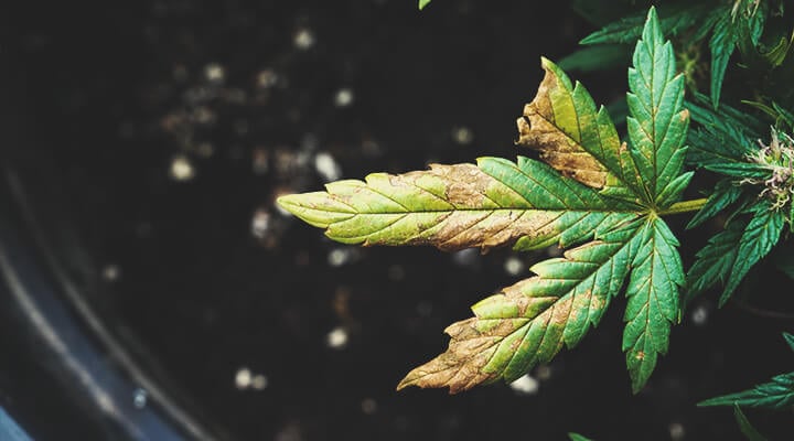 Feuille de cannabis présentant des signes de brûlure nutritive, avec un jaunissement et un brunissement des pointes des feuilles.