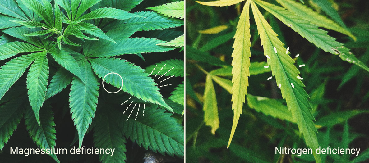 Les Sels D’Epsom : Un Secret Naturel Pour Des Plants De Cannabis Sains