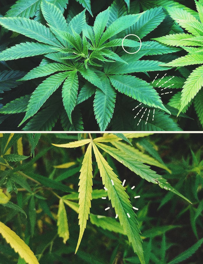 Les Sels D’Epsom : Un Secret Naturel Pour Des Plants De Cannabis Sains