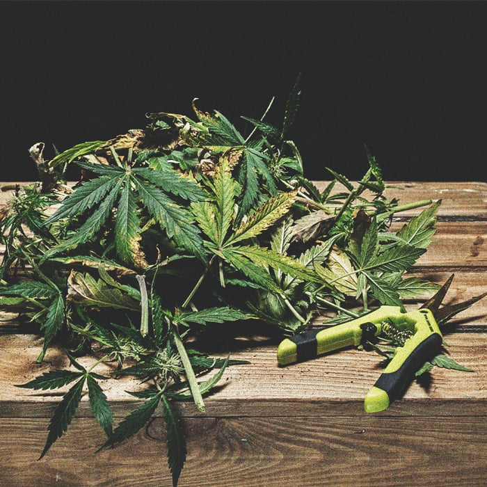 Defoliation – A High Risk Way To Increase Yield Defoliation – A High Risk Way To Increase Yield