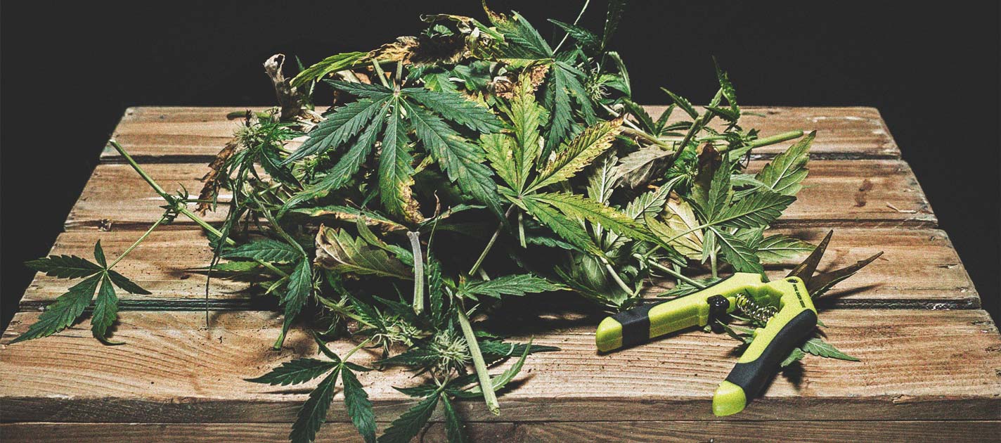 Defoliation – A High Risk Way To Increase Yield Defoliation – A High Risk Way To Increase Yield