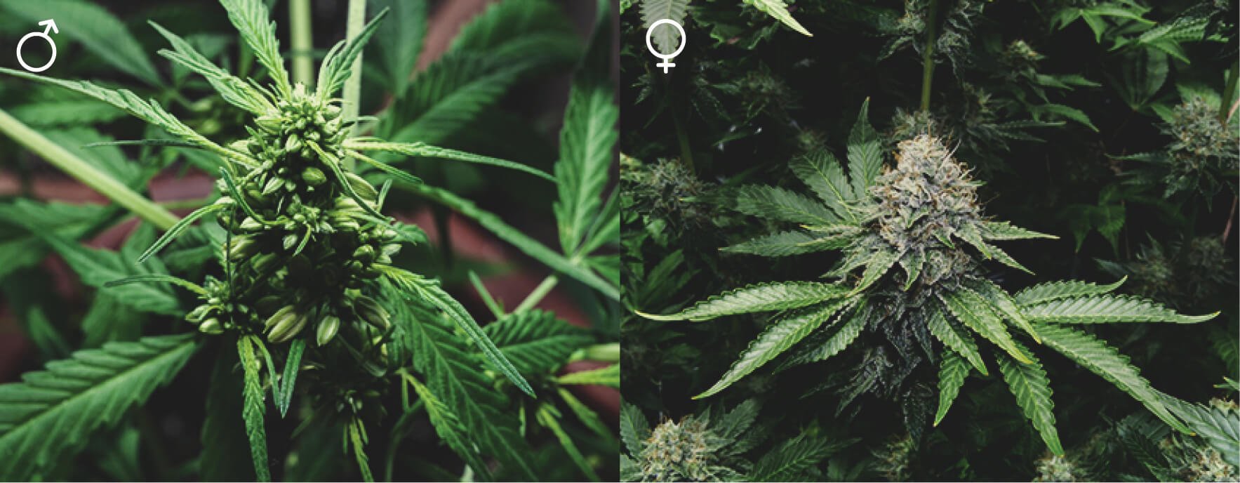 Tous Les Plants De Cannabis Sont-Ils Les Mêmes ? Tous Les Plants De Cannabis Sont-Ils Les Mêmes ?