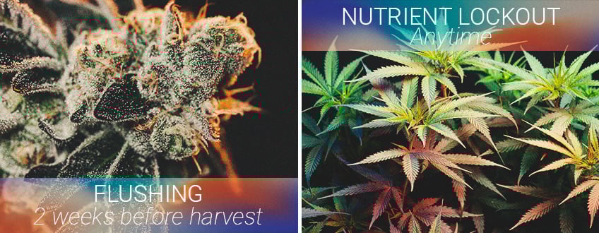 Le meilleur moment pour rincer son cannabis Le meilleur moment pour rincer son cannabis