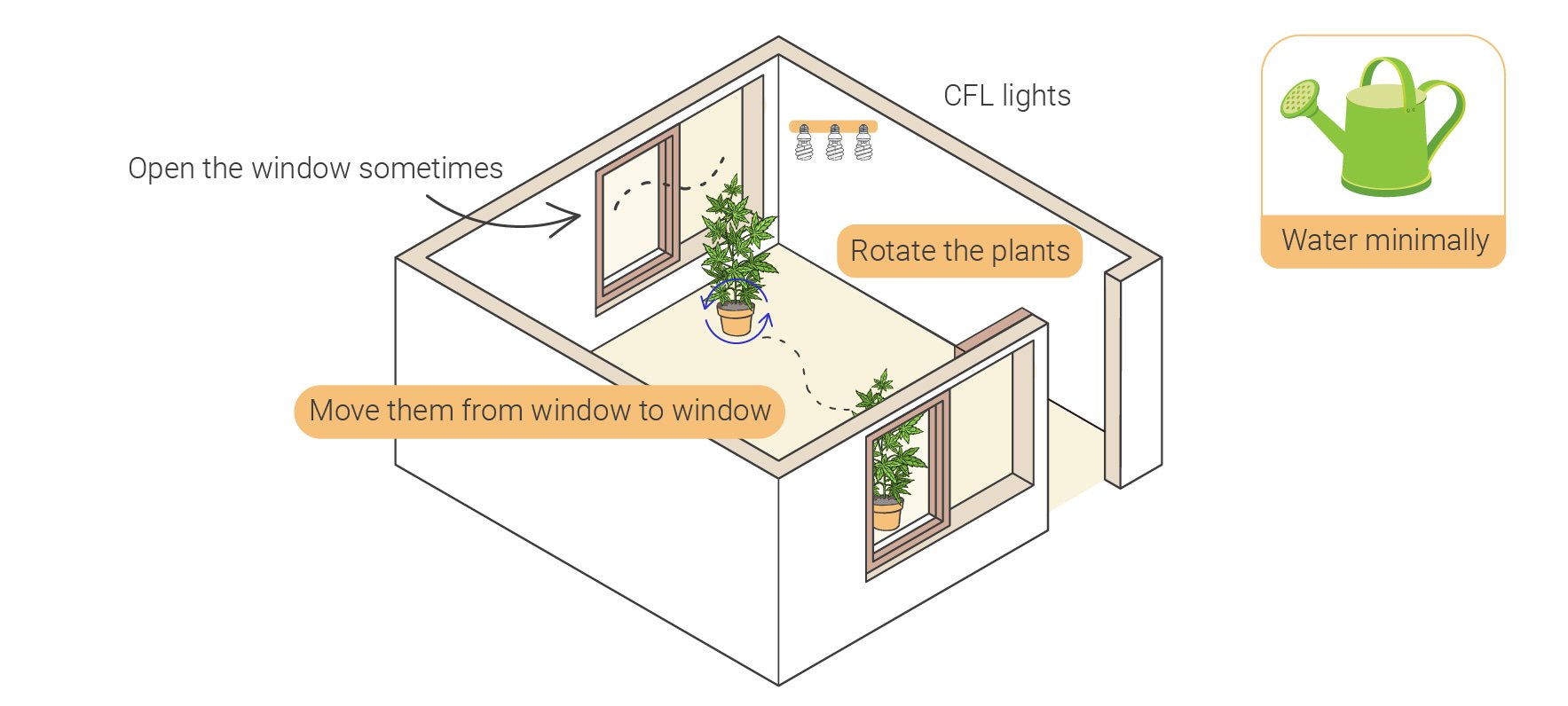 Comment cultiver du cannabis en intérieur sans lampe