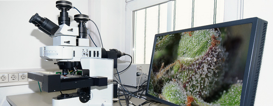 Microscope numérique
