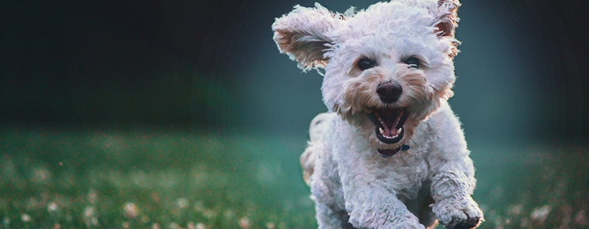 Effets Du Cbd Sur Les Chiens Effets Du Cbd Sur Les Chiens