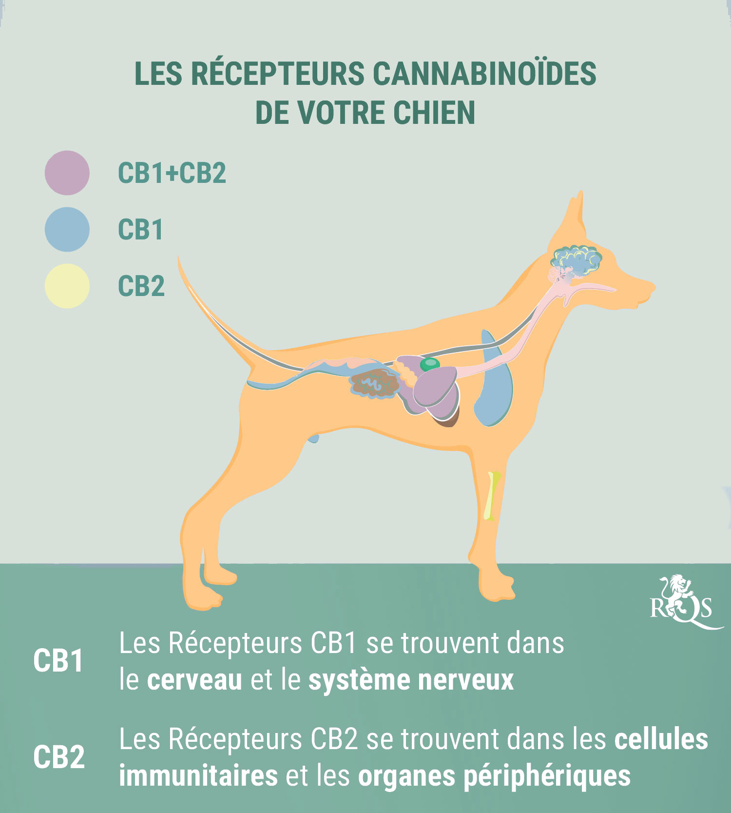 Le CBD pour les Chiens : Ce Qu'On Sait Actuellement Le CBD pour les Chiens : Ce Qu'On Sait Actuellement