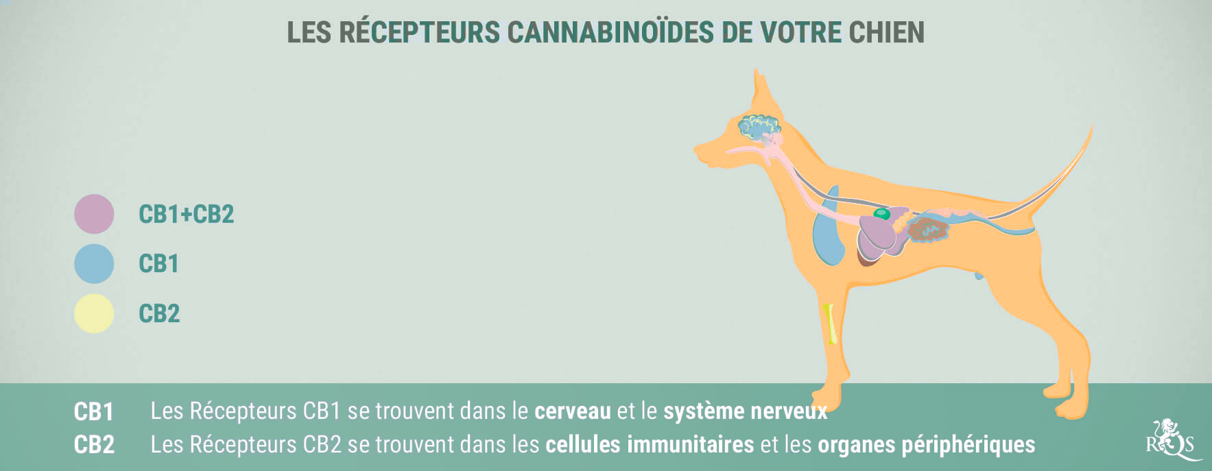 Le CBD pour les Chiens : Ce Qu'On Sait Actuellement Le CBD pour les Chiens : Ce Qu'On Sait Actuellement
