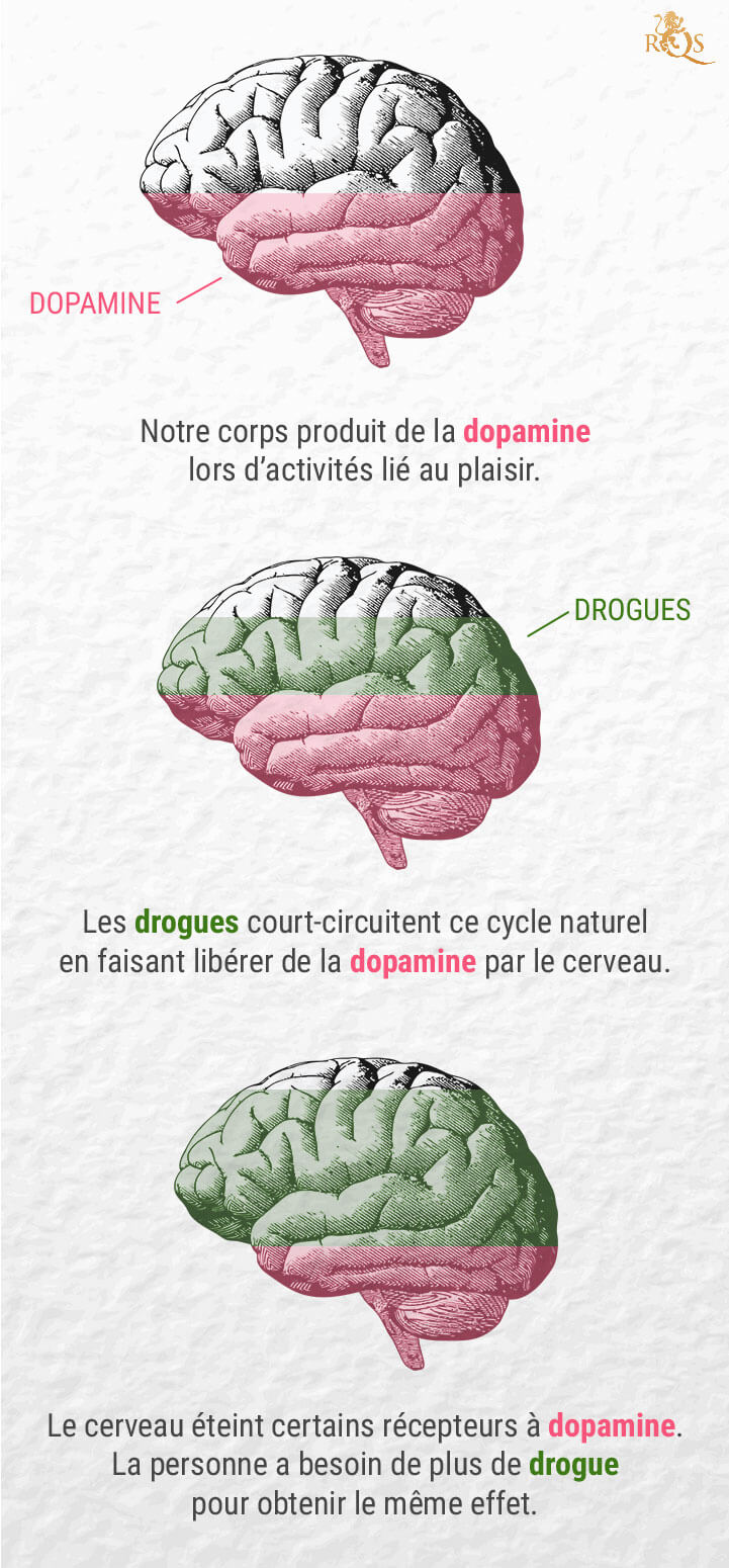 Quel est le lien entre le cannabis et la dopamine ?