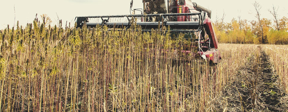 Aridoculture : un exemple d'agriculture régénératrice à l’œuvre Aridoculture : un exemple d'agriculture régénératrice à l’œuvre