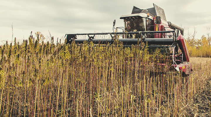 Aridoculture : un exemple d'agriculture régénératrice à l’œuvre