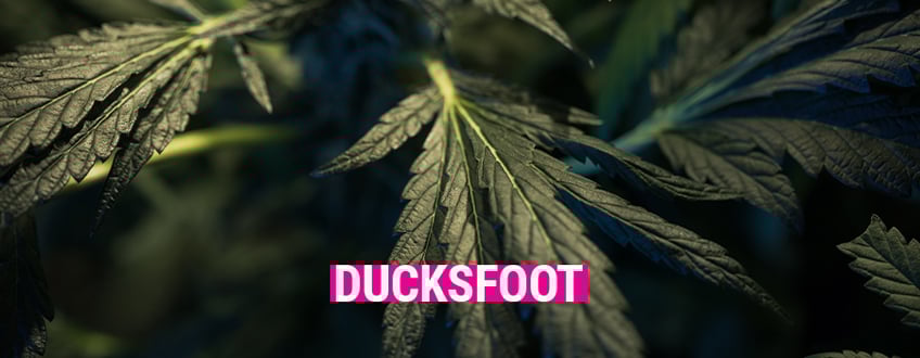 Ducksfoot
