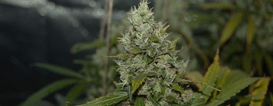 Tête dense et résineuse de la variété Easy Bud, montrant la qualité et la quantité de production malgré sa petite taille.