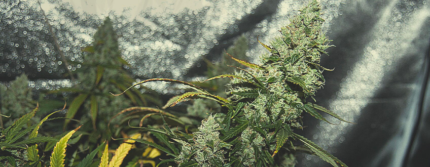 Easy Bud Easy Bud
