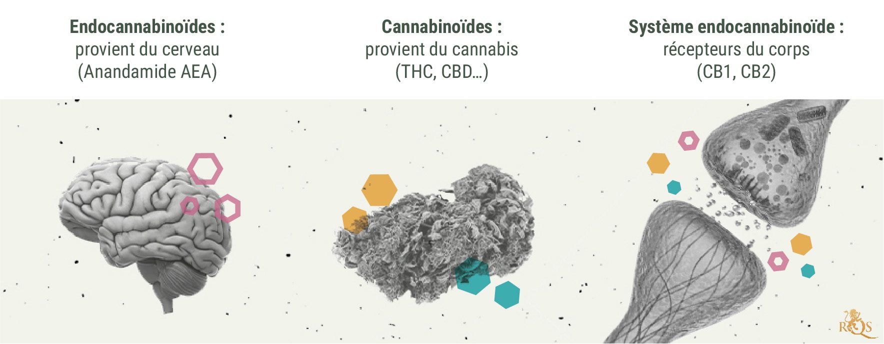 La Chimie Des Effets Du Cannabis