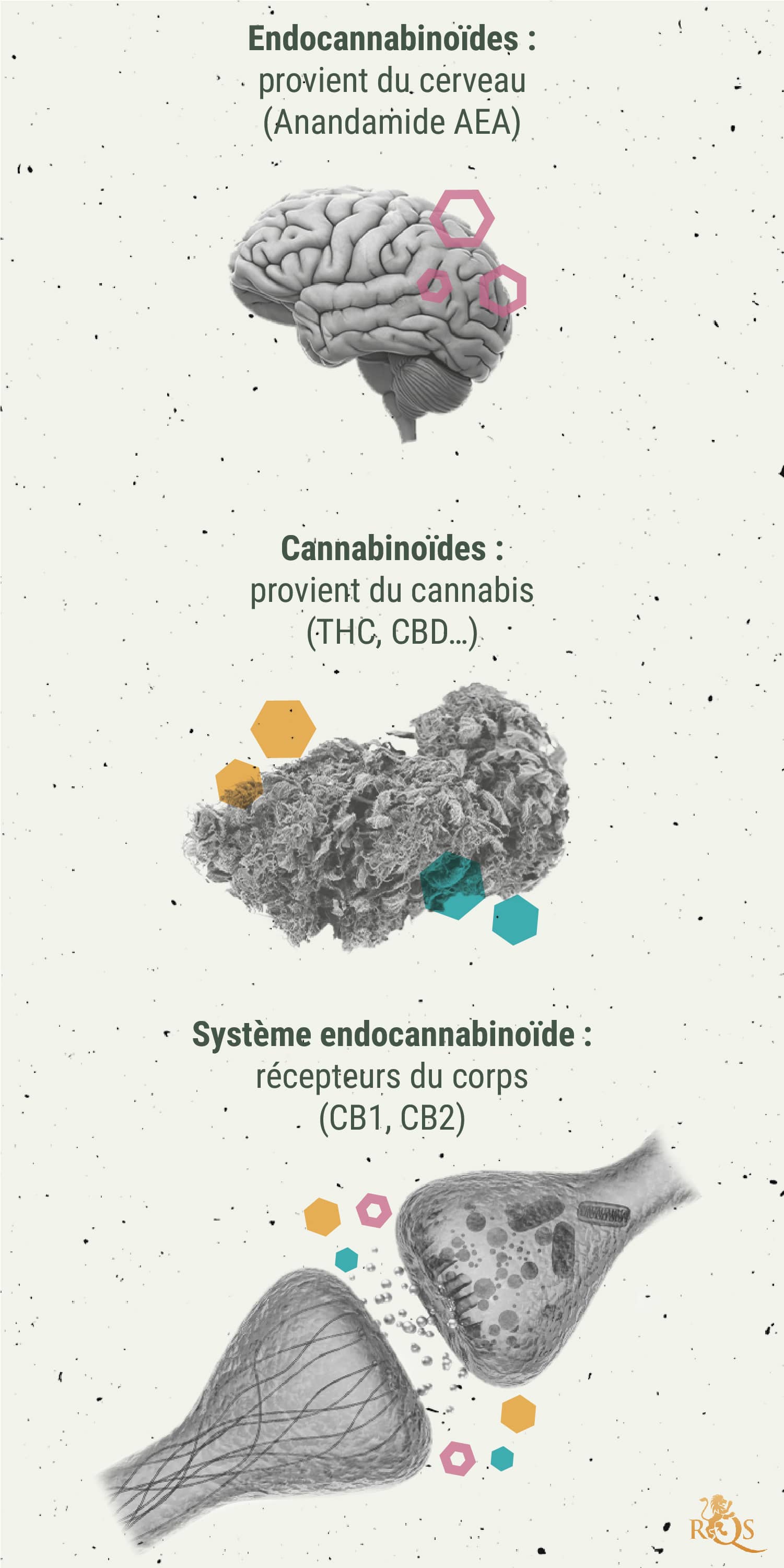 La Chimie Des Effets Du Cannabis