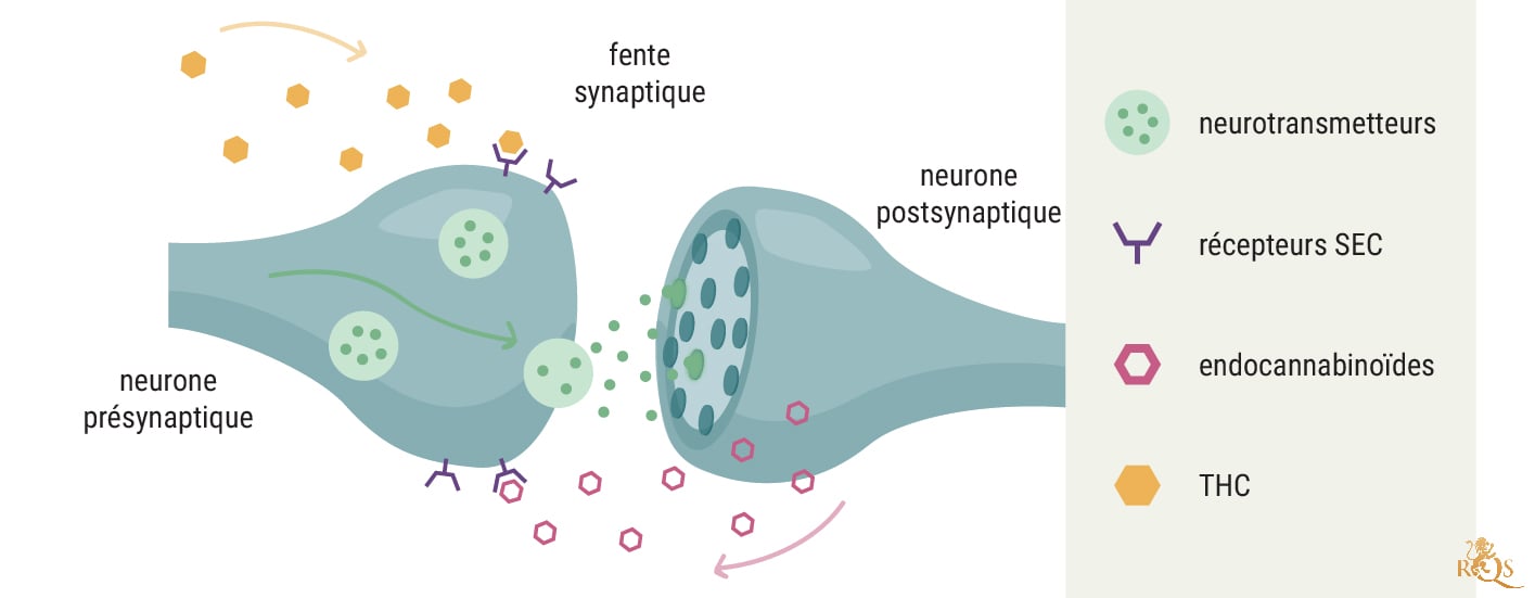 Le système endocannabinoïde et le cancer