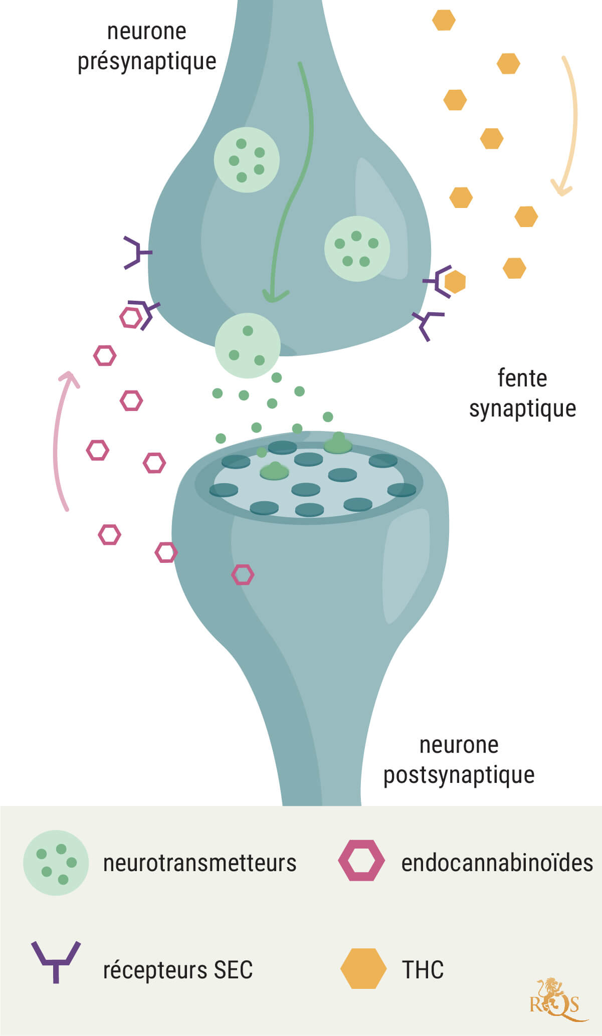 Le rôle du SEC