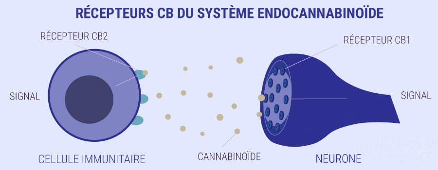 L'EFFET ENTOURAGE