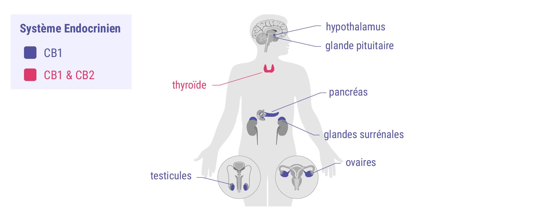 Cannabinoïdes et système endocrinien