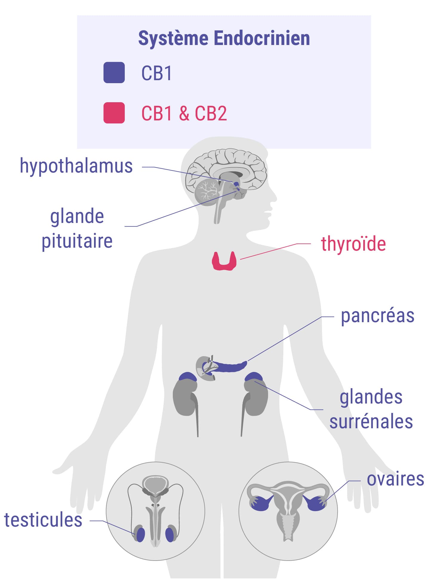 Cannabinoïdes et système endocrinien