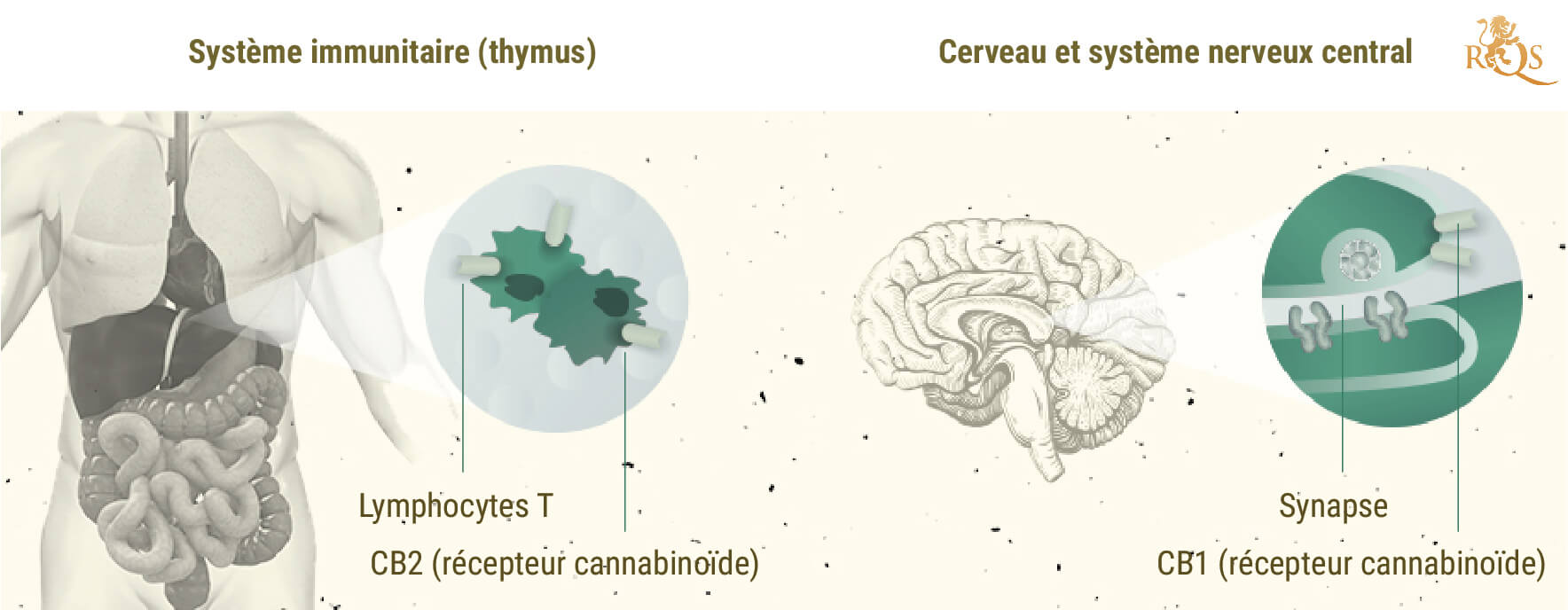 Polémique Sur L’Effet D’Entourage