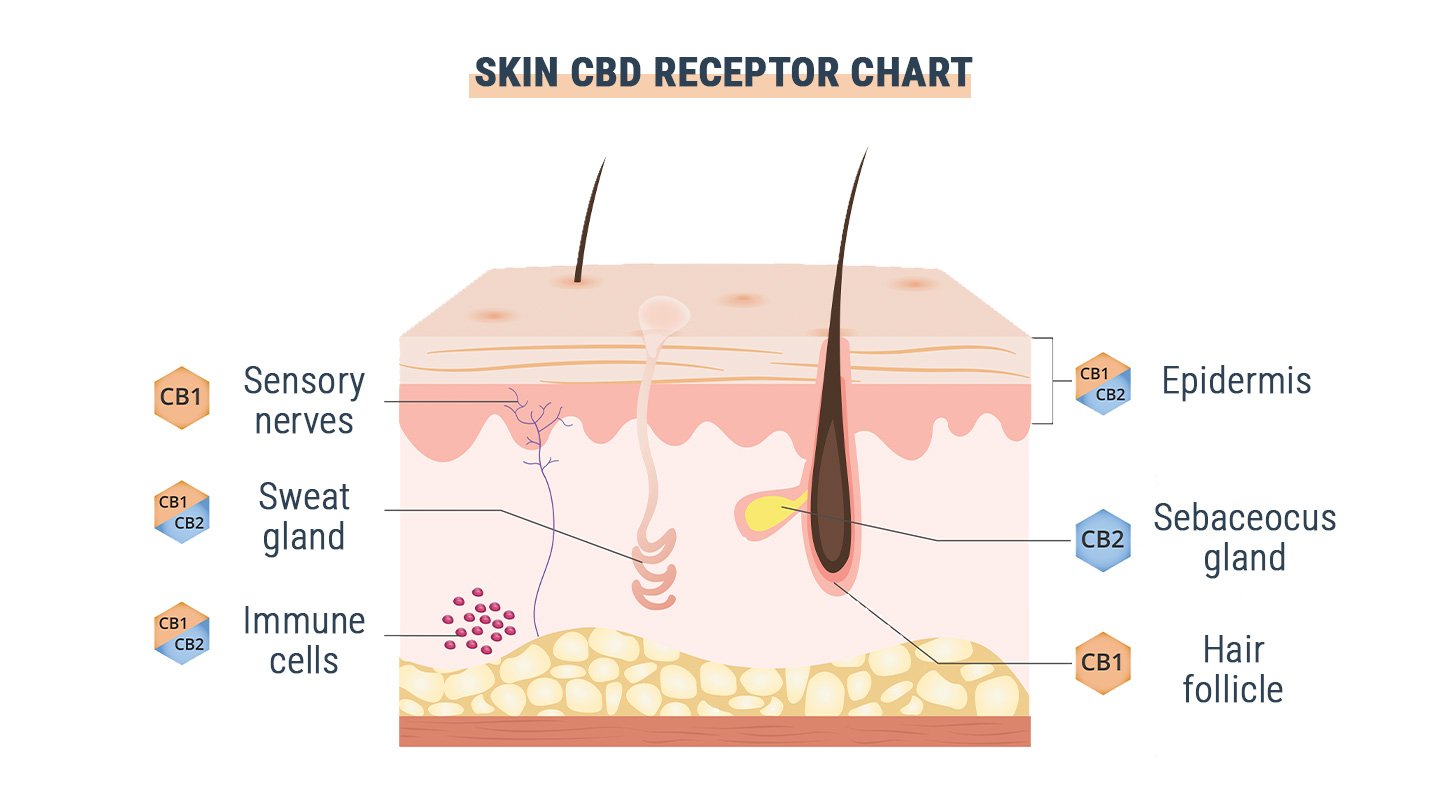 GPR55 : Le troisième récepteur cannabinoïde ?