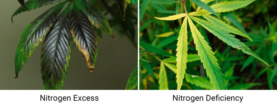 Nitrogen Excess and Deficiency in Cannabis