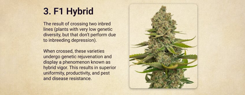 F1 Hybrid F1 Hybrid