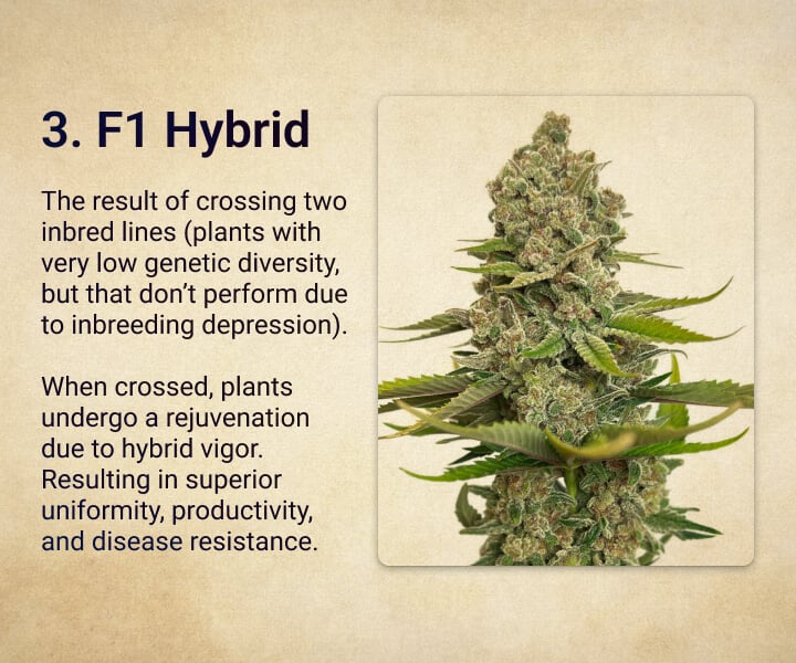 F1 Hybrid F1 Hybrid