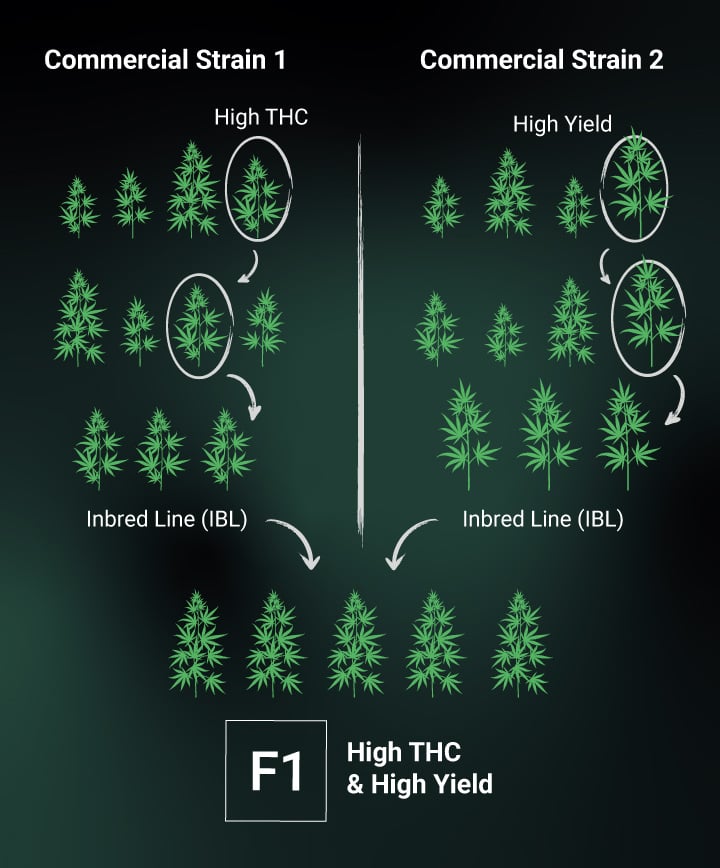 How are F1 Seeds Created? How are F1 Seeds Created?