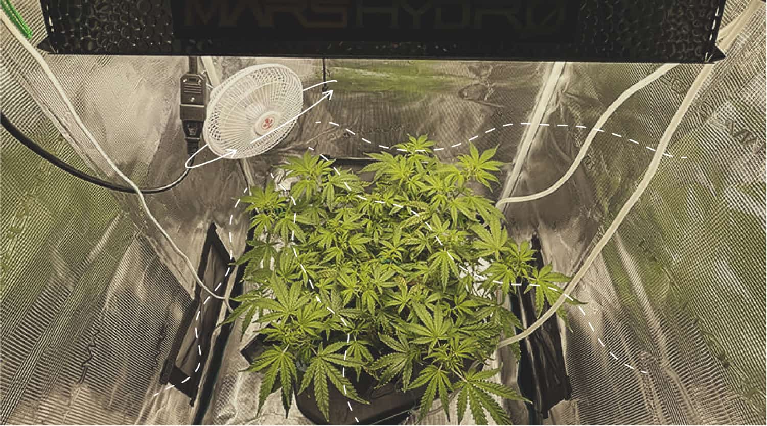 Prévenir la brûlure du vent sur le cannabis en intérieur Prévenir la brûlure du vent sur le cannabis en intérieur