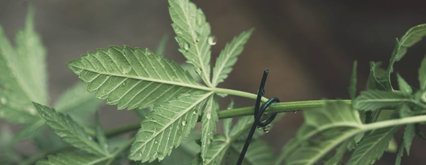 FEUILLES NOURRICIERES