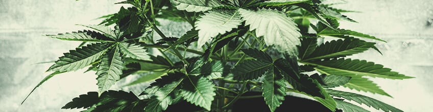 Feuilles nourricières de cannabis, larges et typiques, servant à absorber la lumière pour le développement de la plante, illustrant la feuille de cannabis.