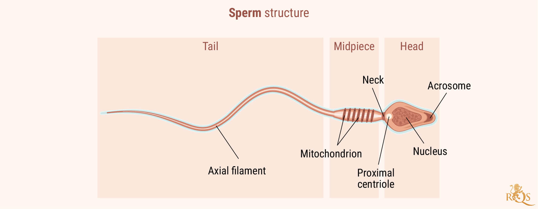 Fertilité masculine Fertilité masculine