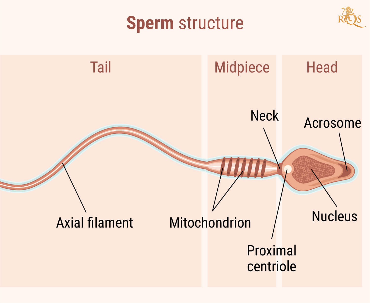 Fertilité masculine Fertilité masculine