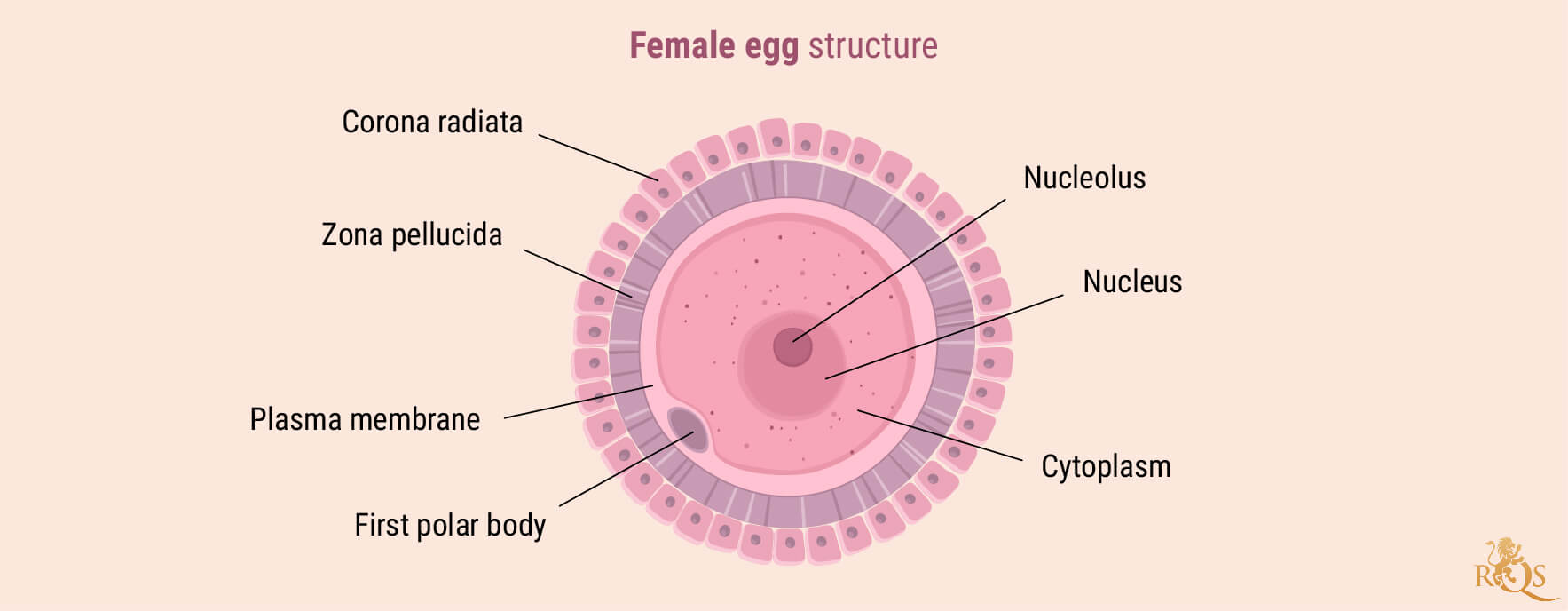 Fertilité féminine Fertilité féminine