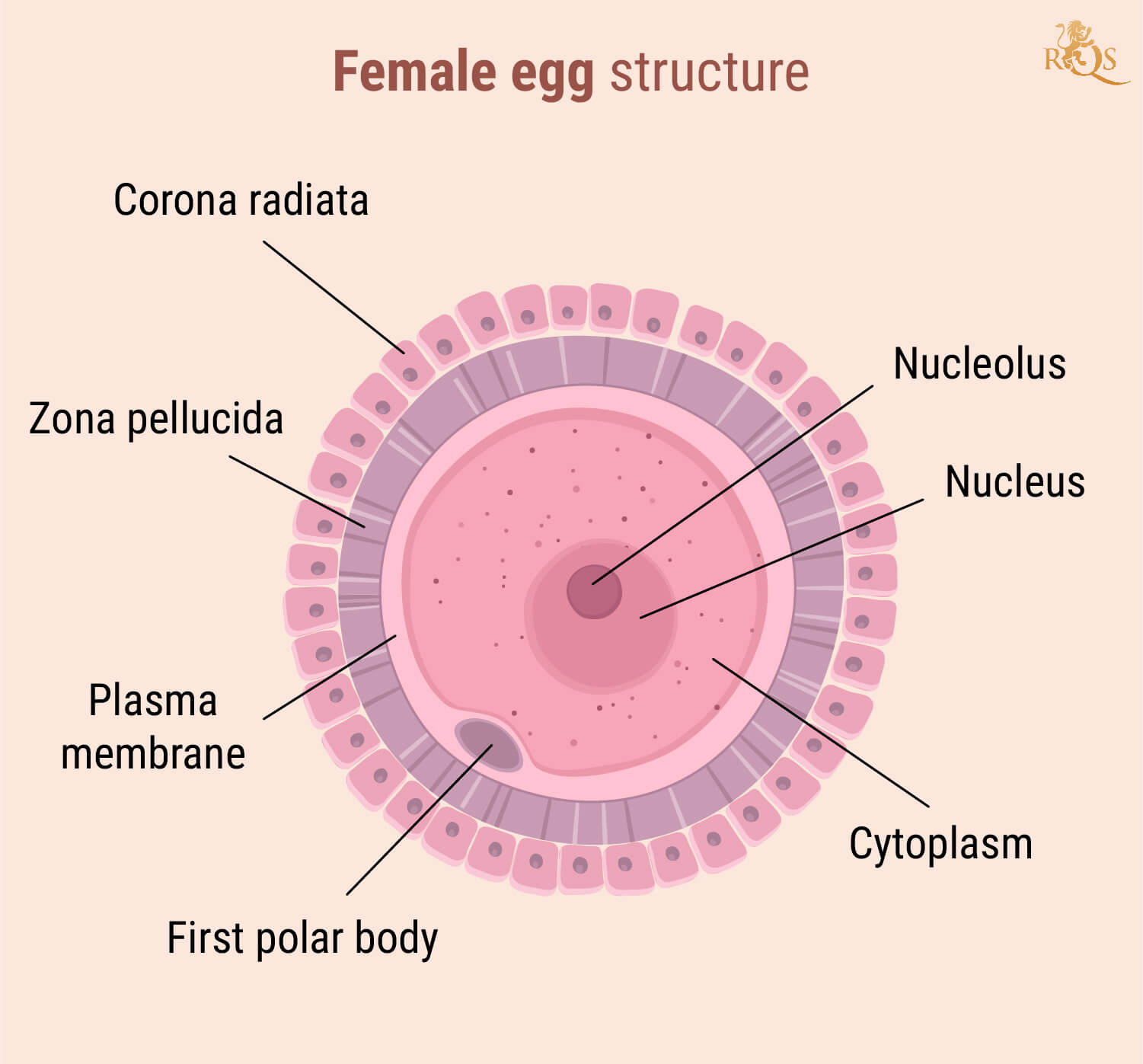 Fertilité féminine Fertilité féminine