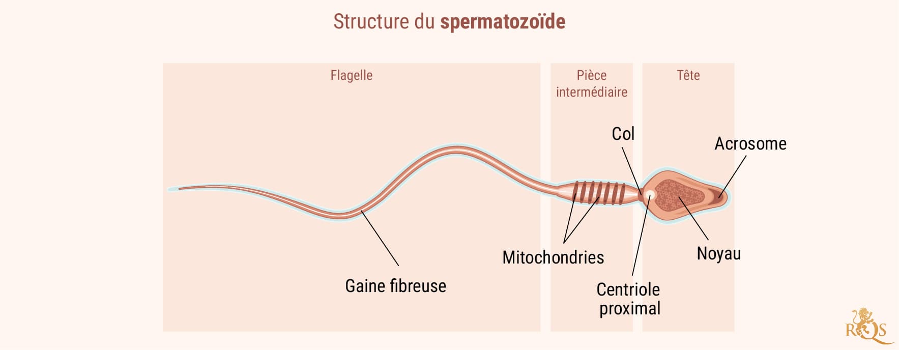 Fertilité masculine