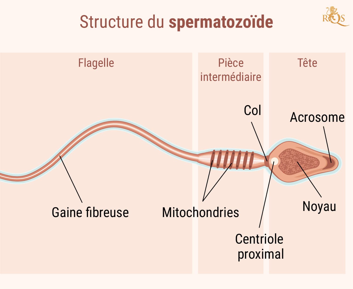 Fertilité masculine