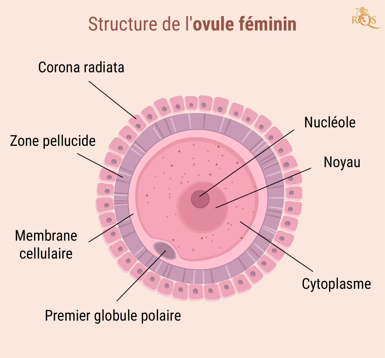 Fertilité féminine