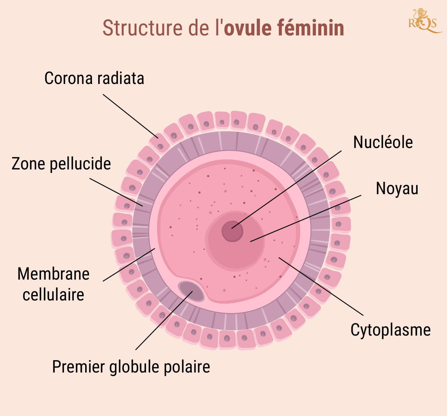 Fertilité féminine