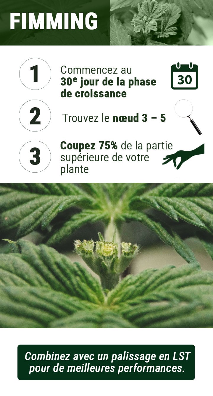 Schéma du fimming : Guide visuel en 3 étapes pour appliquer la technique du fimming, favorisant une croissance plus buissonneuse et une productivité accrue de la plante.