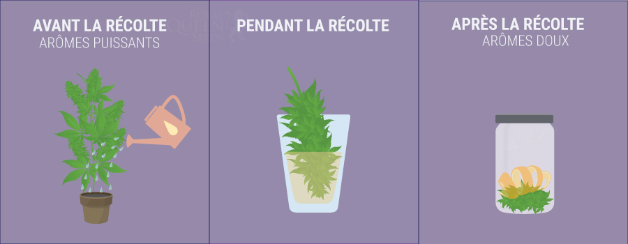 Comment aromatiser son cannabis, avant pendant et après la récolte Comment aromatiser son cannabis, avant pendant et après la récolte