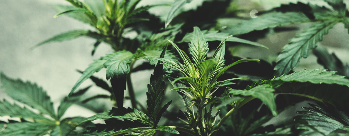 Comprendre les nombreuses couleurs du cannabis Comprendre les nombreuses couleurs du cannabis