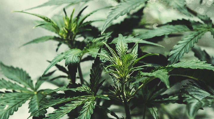 Understanding the Many Colours of Cannabis Understanding the Many Colours of Cannabis