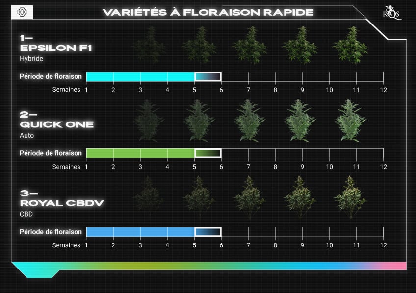 Top RQS Fast-Flowering Strains